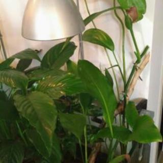 ９０センチ水槽セット