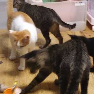猫ボランティア募集