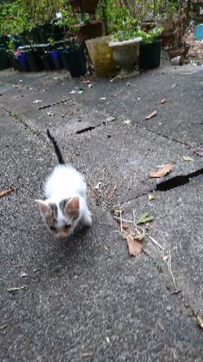 緊急募集 母親からいじめられる仔猫 ぬこむすめ 山鹿の猫の里親募集 ジモティー