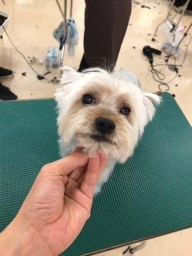 無料 カットモデル犬 募集 東京 ひでみ 恵比寿のペットサービスの無料広告 無料掲載の掲示板 ジモティー 無料 カットモデル犬 募集 東京 ひでみ 恵比寿のペットサービスの無料広告 無料掲載の掲示板 ジモティー