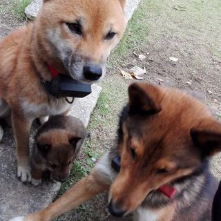 シェットランドシープドッグ芝犬のミックス犬 ココロ さいたまのその他の里親募集 ジモティー シェットランドシープドッグ芝犬のミックス犬 ココロ さいたまのその他の里親募集 ジモティー