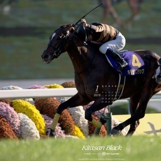 中央競馬、地方競馬に行きたい方募集します