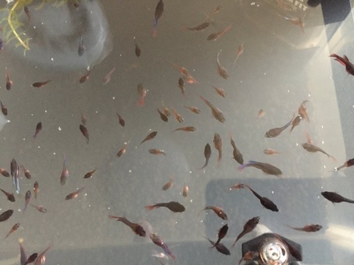 ベタ稚魚 里親さま募集 まるすた 柏のその他の里親募集 ジモティー