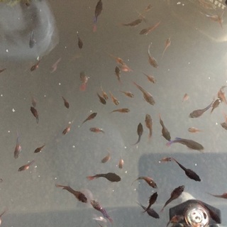 ベタ稚魚 里親さま募集 まるすた 柏のその他の里親募集 ジモティー ベタ稚魚 里親さま募集 まるすた 柏のその他の里親募集 ジモティー
