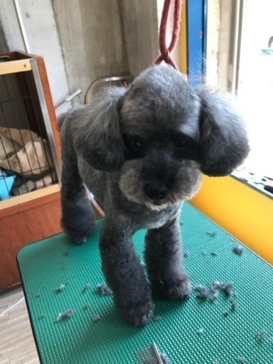 無料 カットモデル犬 募集 東京 ひでみ 恵比寿のペットサービスの無料広告 無料掲載の掲示板 ジモティー