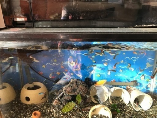 熱帯魚  水槽など