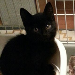 トライアルに入りました。黒猫ポンちゃん、8月生まれ、男の子
