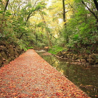 11月19日(11/19)  ここが東京なの！？大自然の中でマイナスイオンを浴びよう！等々力渓谷ウォーキングコン!（趣味活）の画像