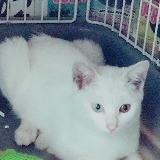 白いオッドアイのメスの子猫