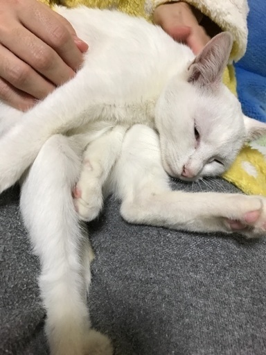 白いオッドアイのメスの子猫 ゆい 千葉の猫の里親募集 ジモティー 白いオッドアイのメスの子猫 ゆい 千葉の猫の里親募集 ジモティー