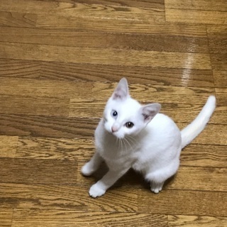 白いオッドアイのメスの子猫 ゆい 千葉の猫の里親募集 ジモティー 白いオッドアイのメスの子猫 ゆい 千葉の猫の里親募集 ジモティー