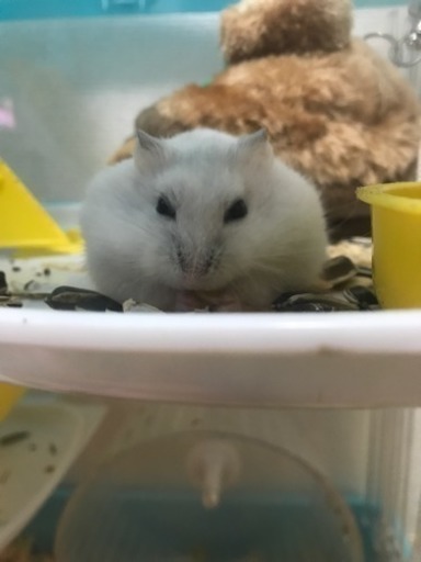ジャンガリアンハムスター 白 (しーちゃん) 三島のその他の里親募集 