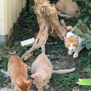ちゃとら３兄弟の中の１匹 - 猫