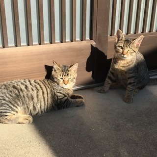 猫4兄弟を保護しています。里親募集です。 - 南房総市