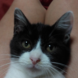 白黒子猫生後5か月です。　