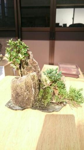 石付きミニ盆栽 真柏 ハクチョウゲ ごんた 福岡のその他の中古あげます 譲ります ジモティーで不用品の処分 石付きミニ盆栽 真柏 ハクチョウゲ ごんた 福岡のその他の中古あげます 譲ります ジモティーで不用品の処分