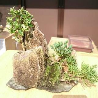 石付きミニ盆栽 真柏 ハクチョウゲ ごんた 福岡のその他の中古あげます 譲ります ジモティーで不用品の処分