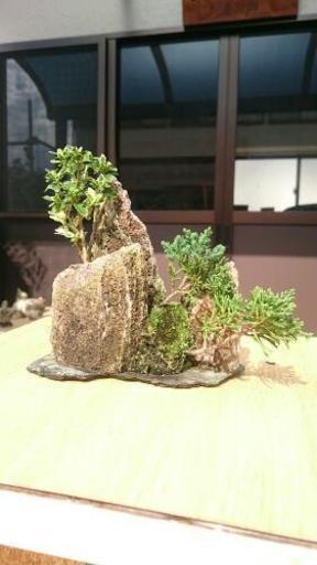 石付きミニ盆栽 真柏 ハクチョウゲ ごんた 福岡のその他の中古あげます 譲ります ジモティーで不用品の処分 石付きミニ盆栽 真柏 ハクチョウゲ ごんた 福岡のその他の中古あげます 譲ります ジモティーで不用品の処分