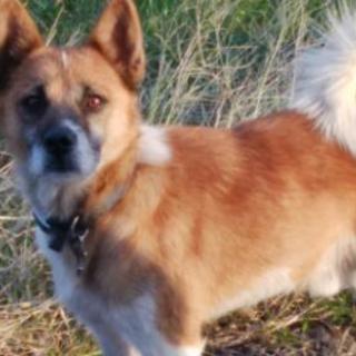 迷い犬木更津金田袖ヶ浦木更津君津 ゆづ 袖ケ浦の教えての助け合い ジモティー 迷い犬木更津金田袖ヶ浦木更津君津 ゆづ 袖ケ浦の教えての助け合い ジモティー