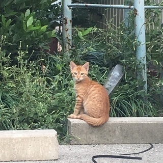 ちゃとら 里親募集 ジモティー