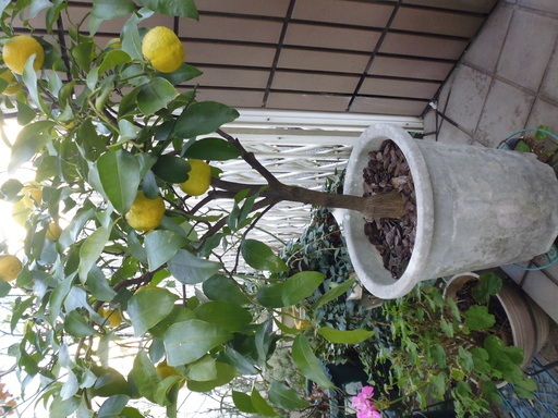 柚子鉢植え あーちゃん 八幡山のその他の中古あげます 譲ります ジモティーで不用品の処分