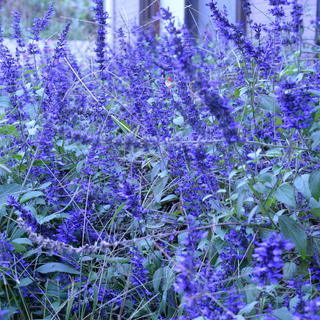 ドライフラワー、素敵な花壇を作りたい