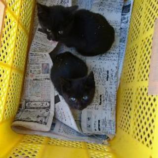 明日の朝まで 生後２ヶ月未満 子猫２匹 黒猫 - 北広島市