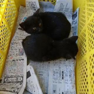 明日の朝まで 生後２ヶ月未満 子猫２匹 黒猫 − 北海道