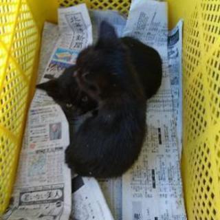 明日の朝まで 生後２ヶ月未満 子猫２匹 黒猫 - 里親募集