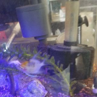 水槽一式エンゼルフィッシュ6匹