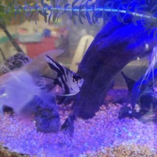 水槽一式エンゼルフィッシュ6匹