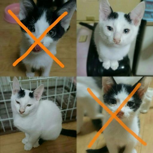 子猫もらってください 橋本 城陽の猫の里親募集 ジモティー