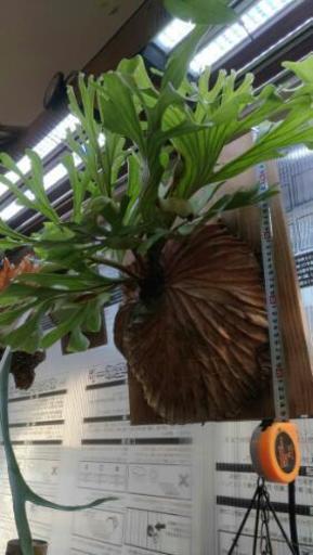 ビカクシダ・リドレイ、コウモリラン | ega.org.eg