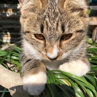 やんちゃなメスのキジ白です！ − 千葉県