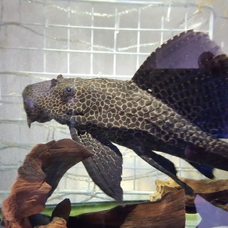 熱帯魚　セルフィンプレコ