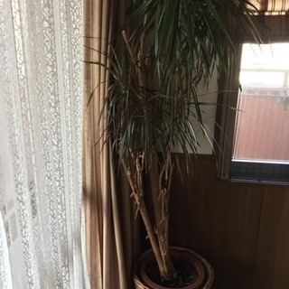 植木 コンシンネ