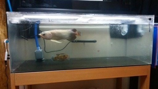 古代魚 アロワナ