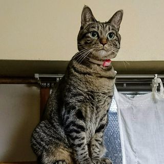 猫を探しています【保護して下さった方には1万円】