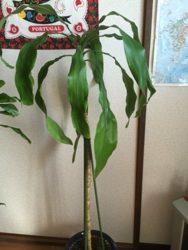 幸福の木 ドラセナ 高さ約1 ふるる 北九州のその他の中古あげます 譲ります ジモティーで不用品の処分