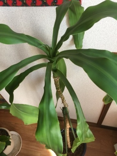 幸福の木 ドラセナ 高さ約1 ふるる 北九州のその他の中古あげます 譲ります ジモティーで不用品の処分