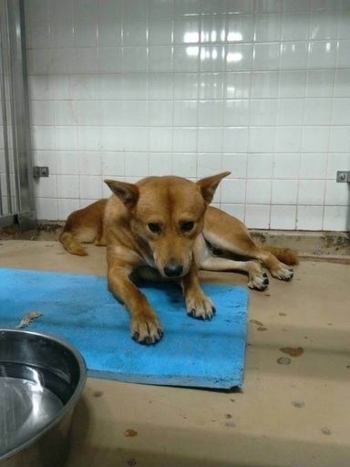 明日の朝期限 捕獲器に入った野犬の男の子が助けを待っています県外の方もお願いします Kmhらぶ 周南のその他の里親募集 ジモティー