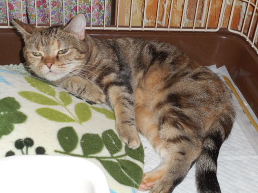 猫メス ４歳くらいアメショーブラウンタビu2015 (satuki) 貝塚の猫の里親 
