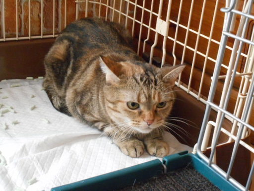 猫メス ４歳くらいアメショーブラウンタビu2015 (satuki) 貝塚の猫の里親 