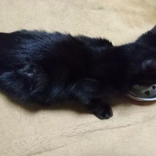 黒猫☆野良