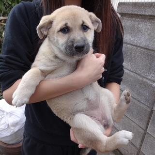 ９月に生まれた２か月の子犬になります。 - 船橋市