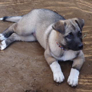 ９月に生まれた子犬です。