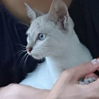 ブルーの目の美人な子猫ちゃん