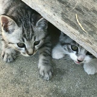 生後2カ月弱の子猫3兄妹を家族に迎えてください！！