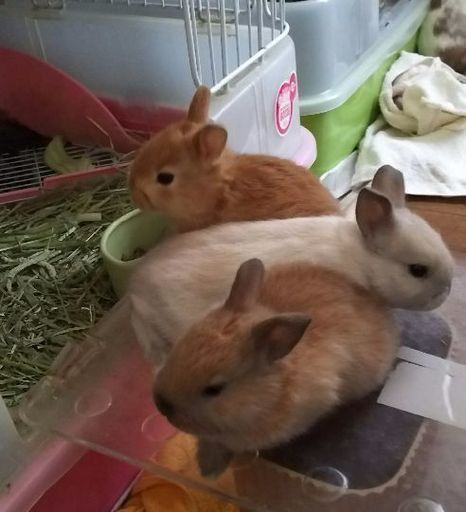 2ヶ月の子うさぎたち うさうさ7 福島のその他の里親募集 ジモティー 2ヶ月の子うさぎたち うさうさ7 福島のその他の里親募集 ジモティー