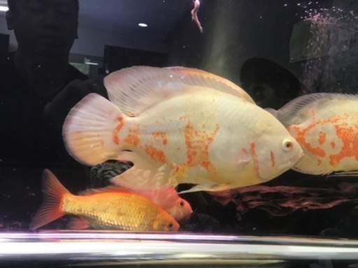 熱帯魚アルビノオスカー25cm